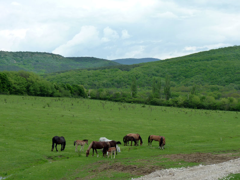 Конные прогулки в Крыму - база Ход Конем